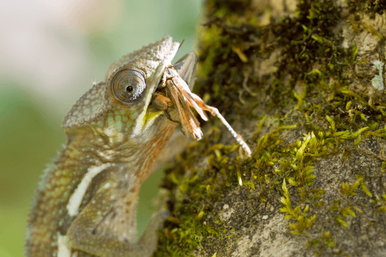 chameleon pardálí krmení